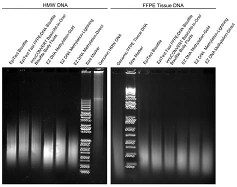 dna integrity after autoclaving